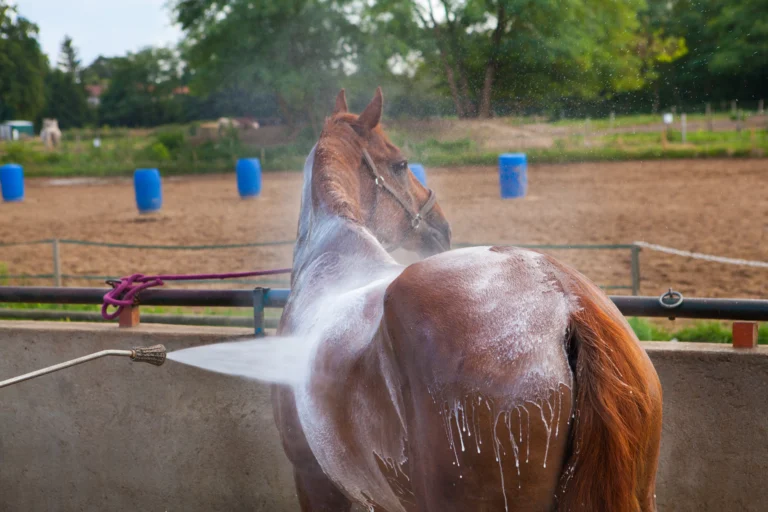 Horse Grooming Gone Wrong: 5 Costly Errors to Watch Out For
