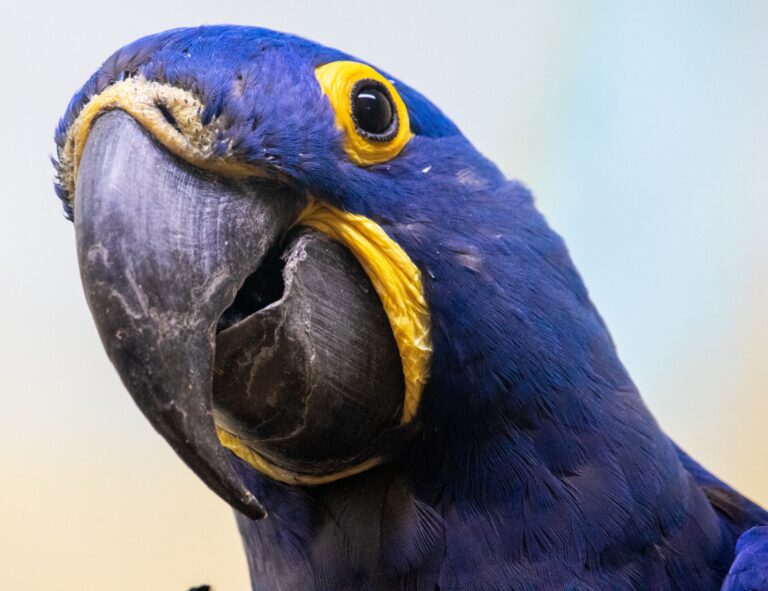 Hyacinth Macaw Cost Exposed: 5 Ugly Truths They Won’t Tell You