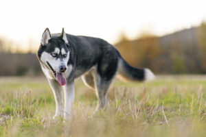4 Dog Breeds Like the Siberian Husky You’ll Wish You Knew Sooner