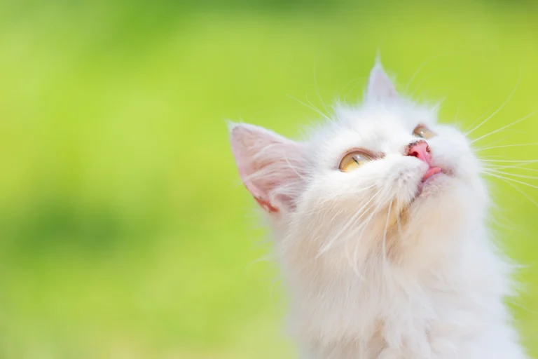 5 Reasons Long Haired White Cats Are the Most Elegant Pets Alive