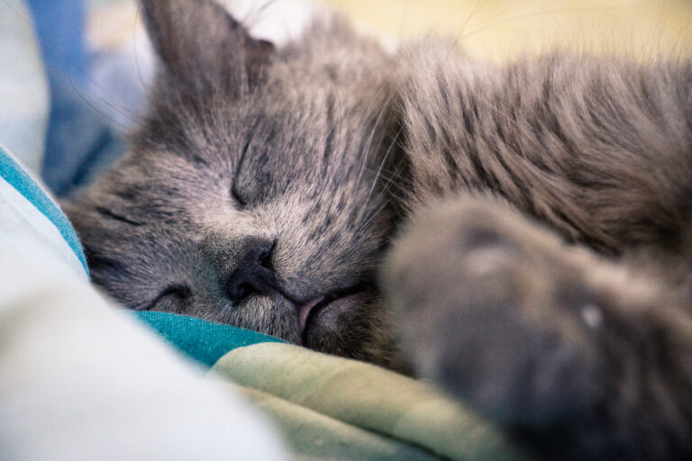 Russian Blue Cat Allergies: 4 Devastating Myths You Still Believe
