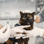 4 Scary Facts About the Feline Leukemia Vaccine Vets Won’t Tell You