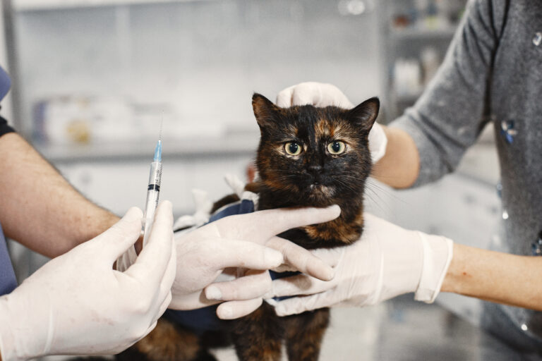 4 Scary Facts About the Feline Leukemia Vaccine Vets Won’t Tell You