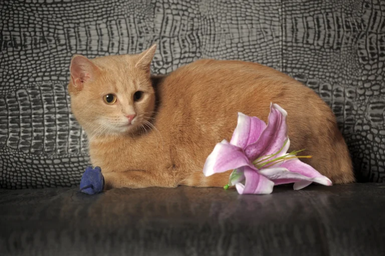 5 Cuddly Cat Breeds You’ll Instantly Fall in Love With