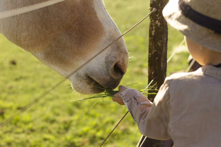 4 Costly Mistakes to Avoid When Choosing a Horse Hay Feeder