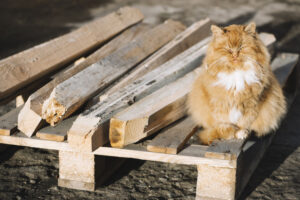 5 Risky Myths About Barn Cat Adoption: What You Need to Know