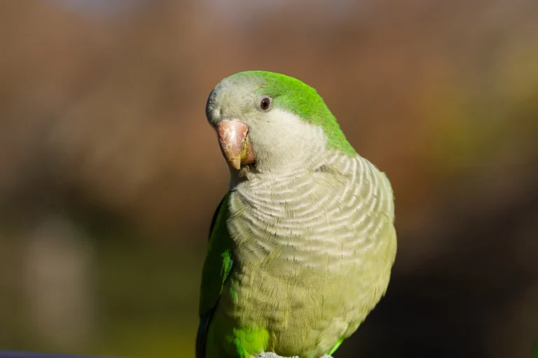 5 Shocking Facts About Green Cheek Conure Lifespan You Need to Know