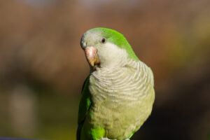 5 Shocking Truths About Sun Cheek Conure Every New Owner Must Know