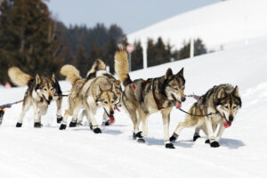 Wolves Breeding With Dogs: 5 Shocking Consequences No One Talks About
