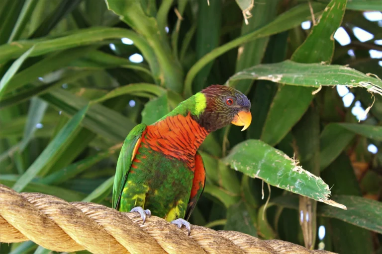 Pineapple Conure: 4 Critical Mistakes to Avoid as an Owner