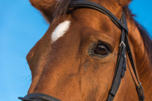 Horse Eye Infection: 5 Silent Killers Hiding in Plain Sight