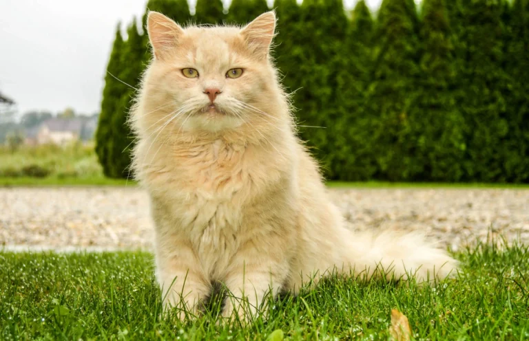 4 Surprising Problems with Medium Long Hair Cats: What Every Owner Should Know