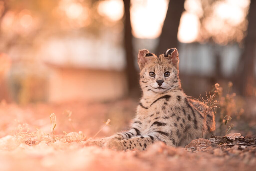 Savannah Cat Adoption