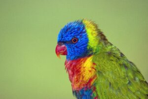 Sun Conure Lifespan Myths Busted – 4 Things You Must Stop Believing