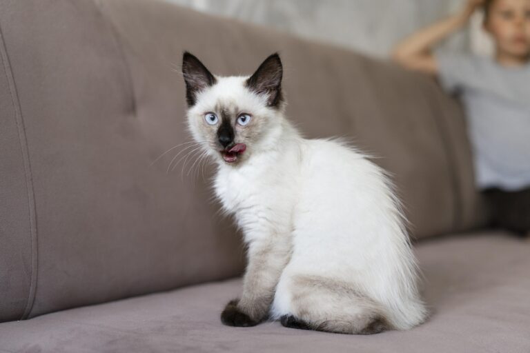 4 Reasons Siamese Mix Cat Breeds Might Not Be Right for You