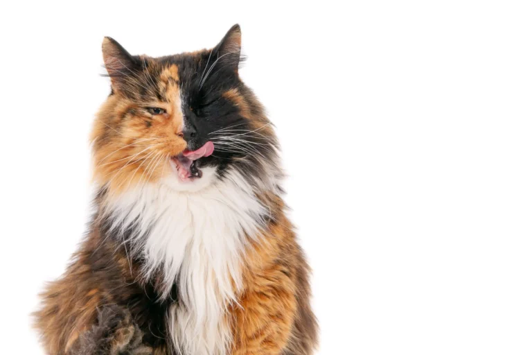5 Long-Haired Tortie Cat Problems That Will Surprise You
