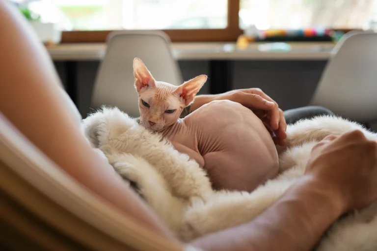 5 Alarming Mistakes New Donskoy Cat Breeders Make (And How to Avoid Them)