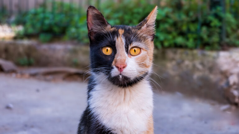 4 Large-Eared Cat Breeds That Will Blow Your Mind