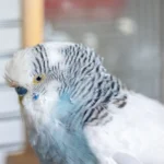 African Grey Parrot Life Expectancy: 5 Deadly Mistakes Owners Make