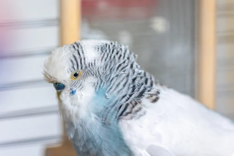 African Grey Parrot Life Expectancy: 5 Deadly Mistakes Owners Make