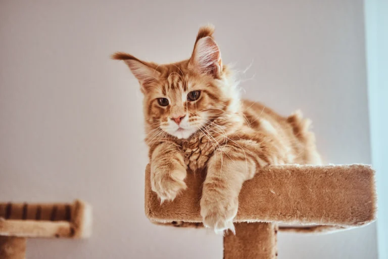 5 Stunning Curly Haired Cat Breeds You Didn’t Know Existed (And One to Avoid)
