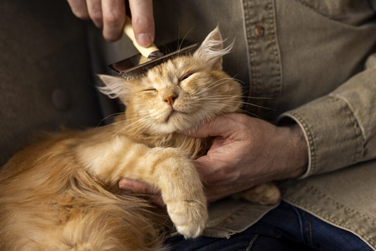 4 Healthiest Cat Breeds That Rarely Get Sick