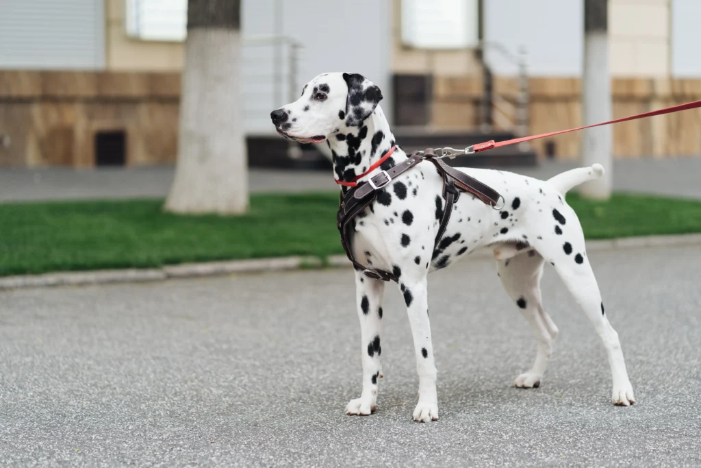 breeding dalmatian dogs