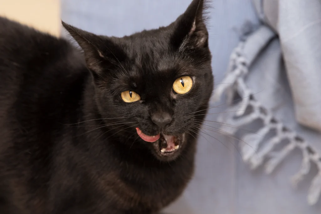Black Cat Breeds with Yellow Eyes