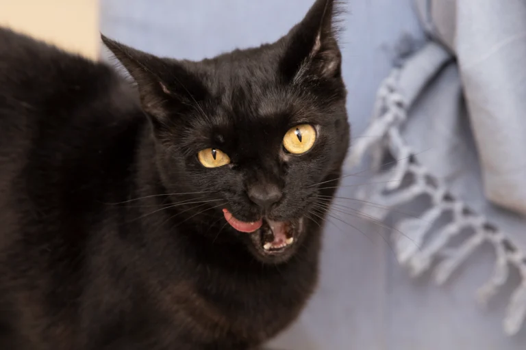 Warning: Don’t Choose These 3 Black Cat Breeds with Yellow Eyes