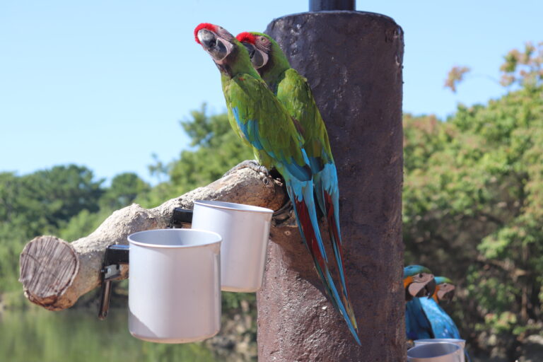What Do Macaws Eat? 5 Powerful Nutrition Hacks for a Healthier Bird