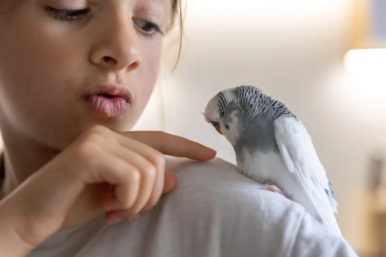 4 Shocking Reasons Your African Grey Parrot Isn’t Talking