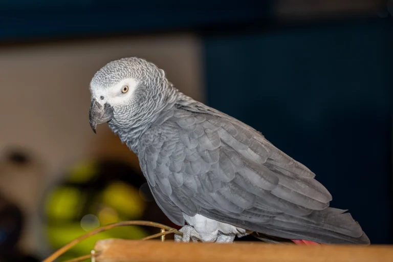 African Grey Parrot Price Breakdown: 5 Hidden Costs That Could Surprise You